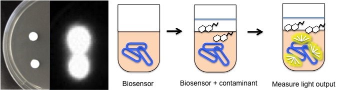 biosensors